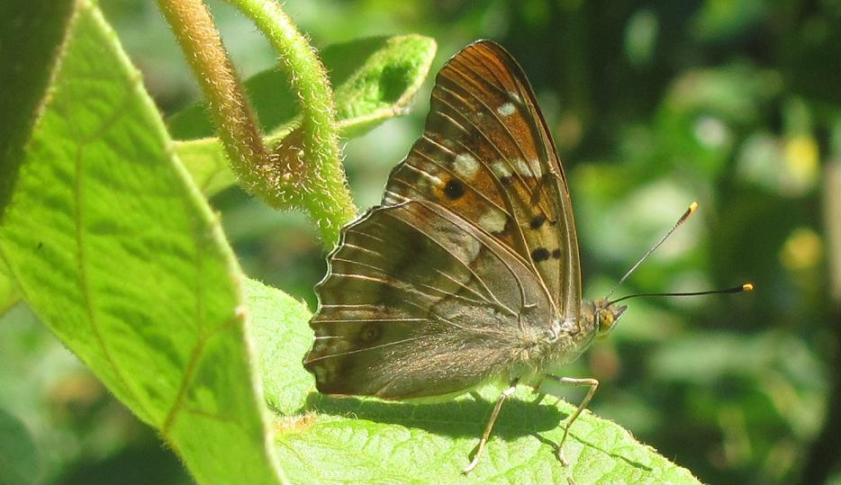 Apatura ilia in giardino!